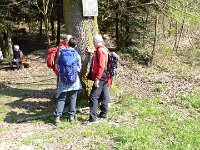 11 Cerisiers en fleurs dans l&#39;Ortenau Mösbach 10 04 2016 111